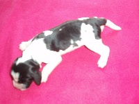 CHIOT