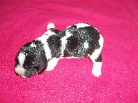 CHIOT