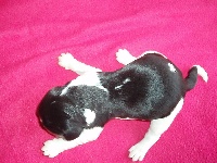 CHIOT