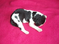 CHIOT