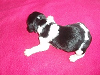DOLLY