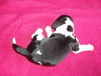 CHIOT